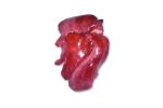 Frozen Pork Livers